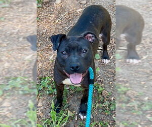 Mutt Dogs for adoption in Sacramento, CA, USA