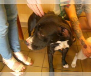 American Pit Bull Terrier-Unknown Mix Dogs for adoption in Ocala, FL, USA