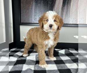 Miniature Bernedoodle Puppy for sale in FRANKLIN, IN, USA