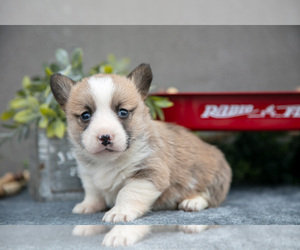 Pembroke Welsh Corgi Litter for sale in CHRISTIANA, PA, USA