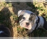 Small Photo #1 English Bulldog Puppy For Sale in VIRGINIA BEACH, VA, USA