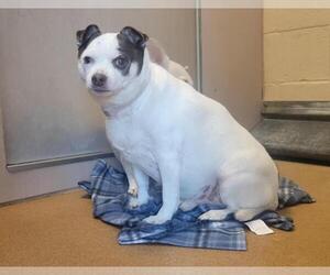 Chihuahua Dogs for adoption in Martinez, CA, USA