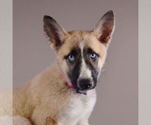 German Shepherd Dog-Huskies  Mix Dogs for adoption in Sheridan, CO, USA