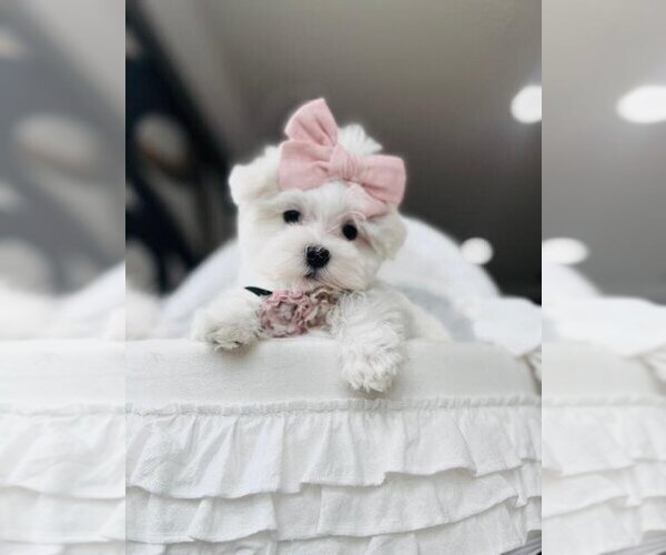 Medium Photo #10 Maltese Puppy For Sale in FORT LAUDERDALE, FL, USA