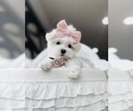 Puppy Maltese Maltese