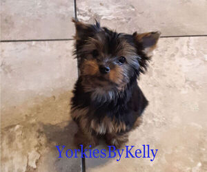 Yorkshire Terrier Puppy for sale in DELTONA, FL, USA