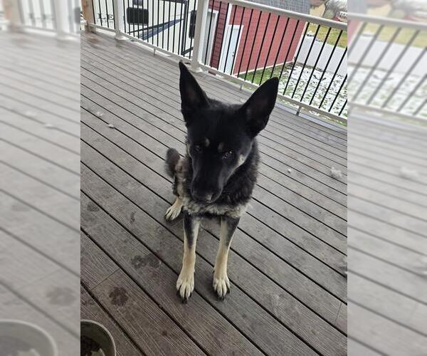 Medium Photo #1 German Shepherd Dog Puppy For Sale in Ogden, UT, USA