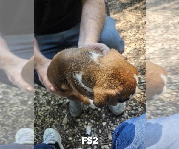 Medium Photo #6 Boxer Puppy For Sale in GOLDFIELD, IA, USA