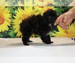 Jasper - Male Poodle (Toy) Puppy for Sale - Photo #26