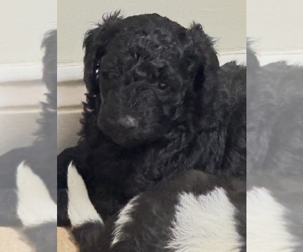 Medium Photo #1 Goldendoodle (Miniature) Puppy For Sale in LILLINGTON, NC, USA