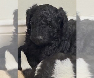 Goldendoodle (Miniature) Puppy for sale in LILLINGTON, NC, USA