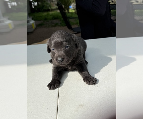 Medium Photo #8 Labrador Retriever Puppy For Sale in ROGERSVILLE, MO, USA