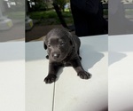 Small #7 Labrador Retriever