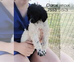 Small #1 Poodle (Standard)