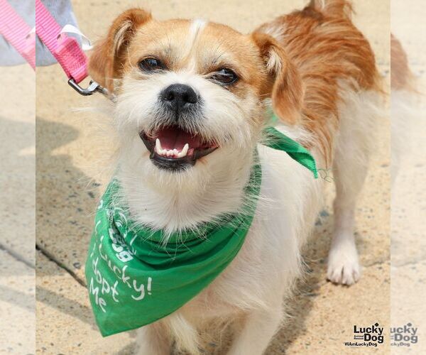 Medium Photo #10 Jacairn Puppy For Sale in Washington, DC, USA
