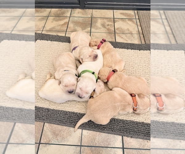 Medium Photo #9 Golden Retriever Puppy For Sale in CHIPPEWA FALLS, WI, USA