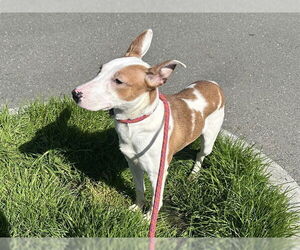 Bull Terrier-Unknown Mix Dogs for adoption in McKinleyville, CA, USA