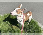 Small Bull Terrier Mix