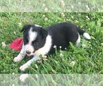 Small Photo #3 Border Collie Puppy For Sale in NICHOLASVILLE, KY, USA