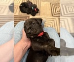 Small Photo #31 Cane Corso Puppy For Sale in LIVERMORE, CA, USA