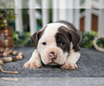 Small #1 Olde English Bulldogge