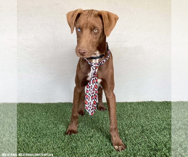 Medium Photo #9 Chocolate Labrador retriever-Unknown Mix Puppy For Sale in San Diego, CA, USA