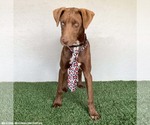Small Photo #9 Chocolate Labrador retriever-Unknown Mix Puppy For Sale in San Diego, CA, USA