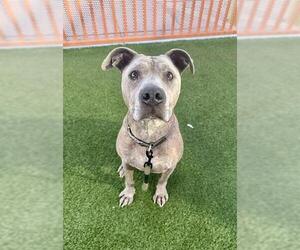 Mutt Dogs for adoption in Las Vegas, NV, USA