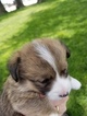 Small Photo #1 Pembroke Welsh Corgi Puppy For Sale in GILL, CO, USA