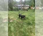 Small #10 American Staffordshire Terrier Mix