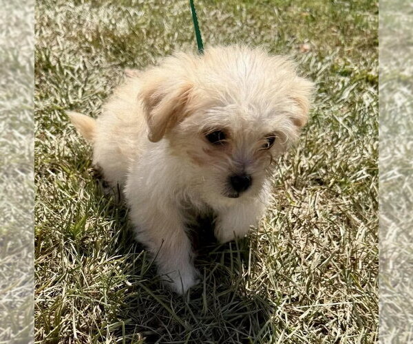 Medium Photo #3 Shih Tzu-Unknown Mix Puppy For Sale in Spring Lake, NC, USA