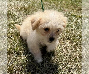 Jolene - Female Shih Tzu-Unknown Mix Dog for Adoption - Photo #3