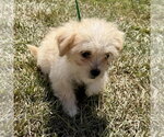 Small Photo #3 Shih Tzu-Unknown Mix Puppy For Sale in Spring Lake, NC, USA