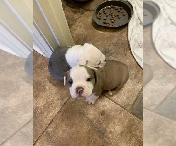Medium Photo #5 Olde English Bulldogge Puppy For Sale in BOSSIER CITY, LA, USA