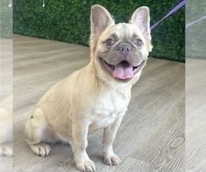 French Bulldog Puppy for sale in CHICAGO, IL, USA