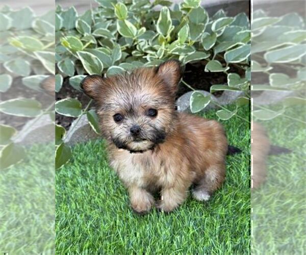 Medium Photo #2 Morkie Puppy For Sale in THONOTOSASSA, FL, USA