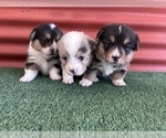 Small #21 Pembroke Welsh Corgi