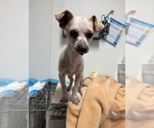 Chihuahua Dogs for adoption in Bakersfield, CA, USA