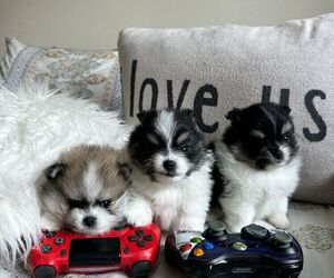 Pomeranian Puppy for Sale in LOGANVILLE, Georgia USA