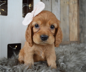 Cocker Spaniel Puppy for sale in HONEY BROOK, PA, USA