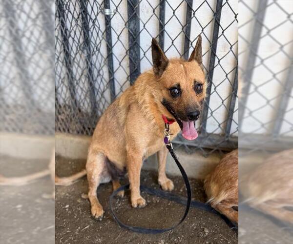 Medium Photo #1 Mutt Puppy For Sale in Riverside, CA, USA
