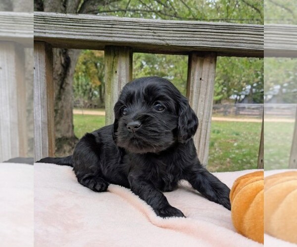 Medium Photo #4 Cock-A-Poo Puppy For Sale in SALEM, MO, USA