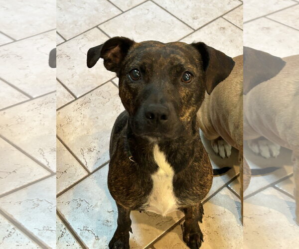 Medium Photo #1 Mutt Puppy For Sale in Hillsboro, MO, USA