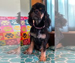 Small #5 Cocker Spaniel Mix