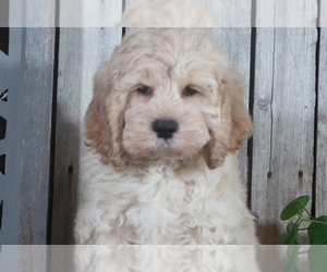 Cock-A-Poo Puppy for sale in MOUNT VERNON, OH, USA