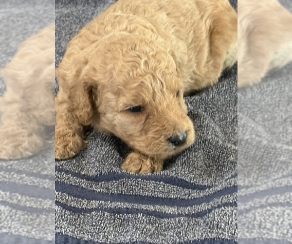 Medium Photo #1 Goldendoodle (Miniature) Puppy For Sale in ALBEMARLE, NC, USA