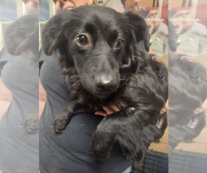 Spaniel-Unknown Mix Dogs for adoption in Oakland Park, FL, USA