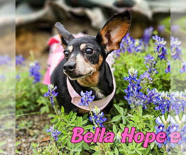 Medium Photo #30 Dachshund-Unknown Mix Puppy For Sale in San Antonio, TX, USA