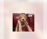 Small Photo #15 Goldendoodle Puppy For Sale in NEW YORK, NY, USA