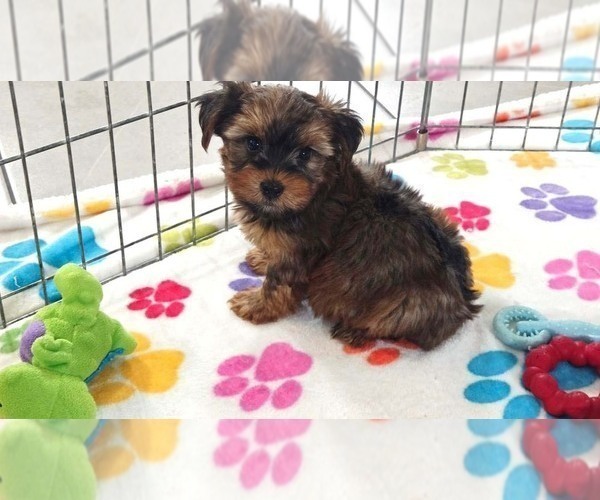 Medium Photo #8 Yorkshire Terrier Puppy For Sale in ORO VALLEY, AZ, USA